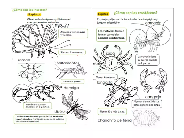 guía invertebrados