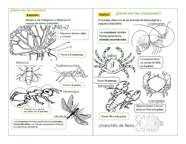 guía invertebrados
