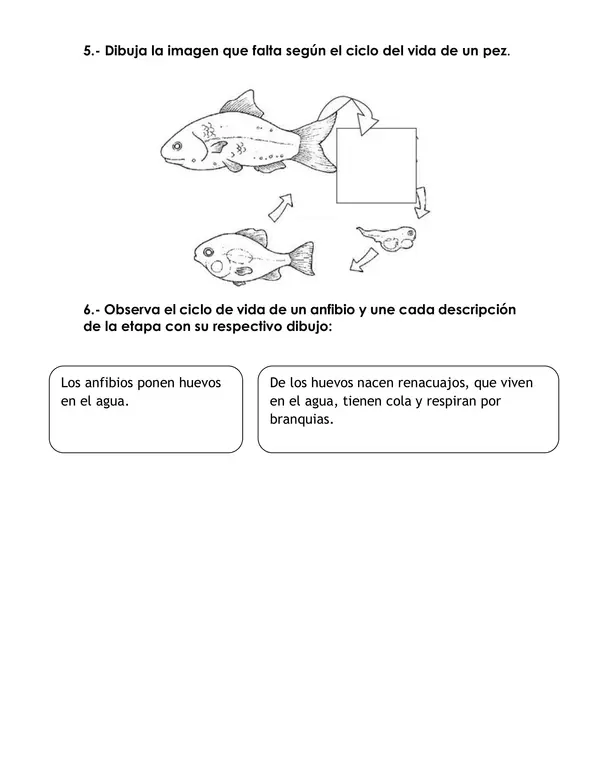 Prueba ciencias ciclo de la vida, tipo de animales