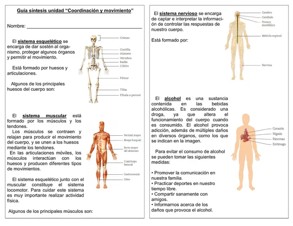 Guía de ciencias 4° año resumen unidad " Coordinación y movimiento"