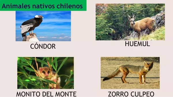 Animales chilenos