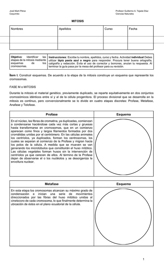 Guía de Biología: Mitosis y División Celular | Esquemas y Comprensión Lectora | Enseñanza Media