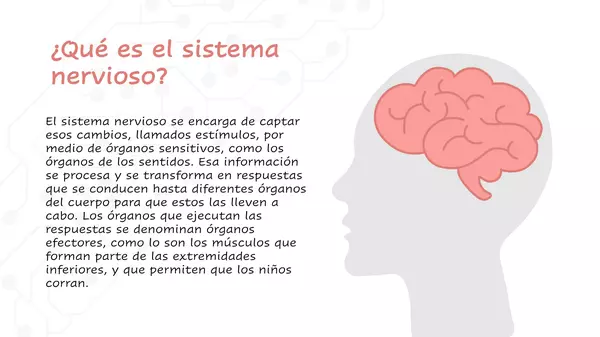 Sistema Nervioso