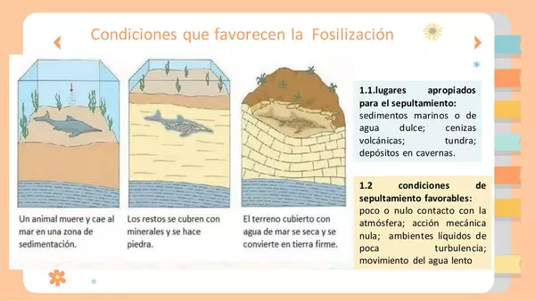 "Tipos de fósiles y sus clasificaciones"