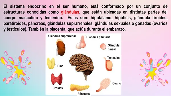 PPT - Sistema endocrino 