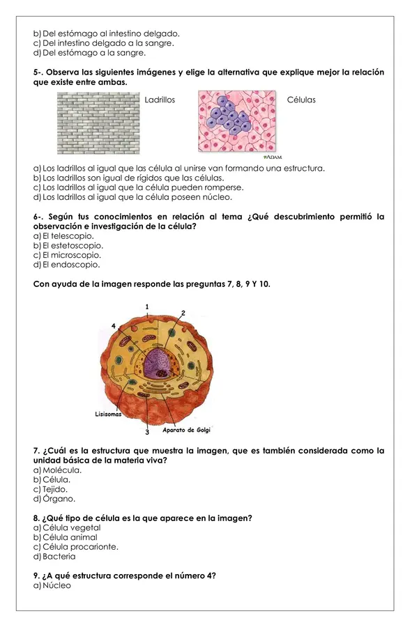 Prueba 5° ciencias - Organización de los seres vivos