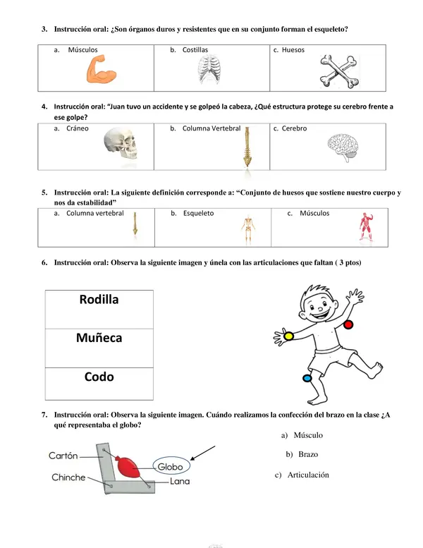 Evaluación Ciencias sistema locomotor 2° básico No lectores