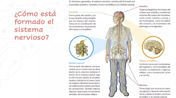 Sistema Nervioso