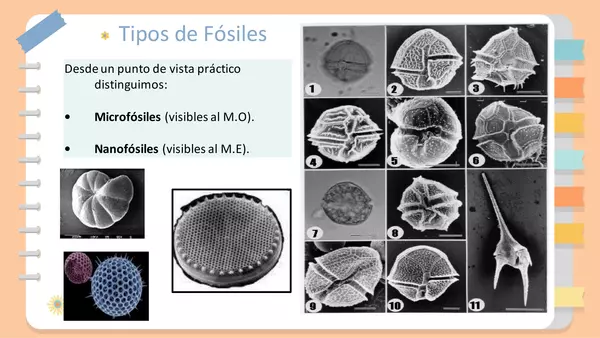 "Tipos de fósiles y sus clasificaciones"