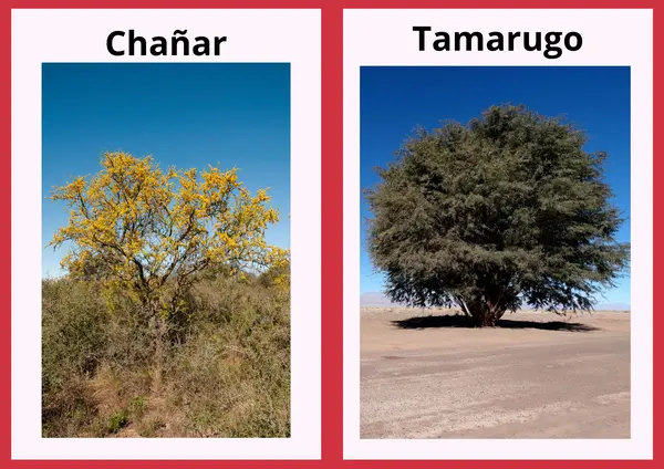 Plantas autóctonas de Chile