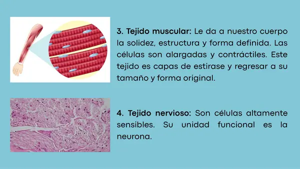 Funciones de los tejidos, órganos y sistemas