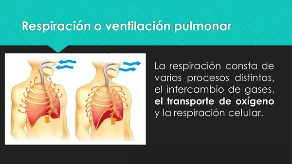 ¿Para qué sirve el sistema respiratorio? 