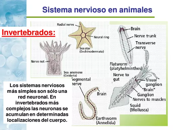 Ppt - Sistema nervioso