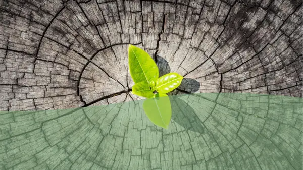Unidad 3: Biología materia y energía en ecosistema 1°Medio 