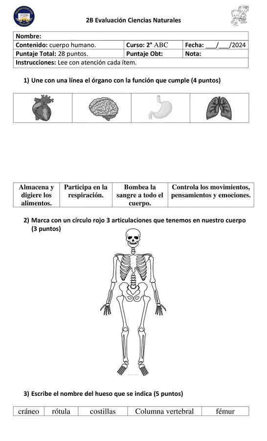 Cuerpo Humano