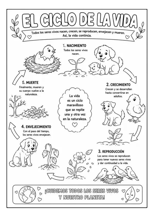 El Ciclo de la Vida para Colorear | Póster Educativo de Ciencias