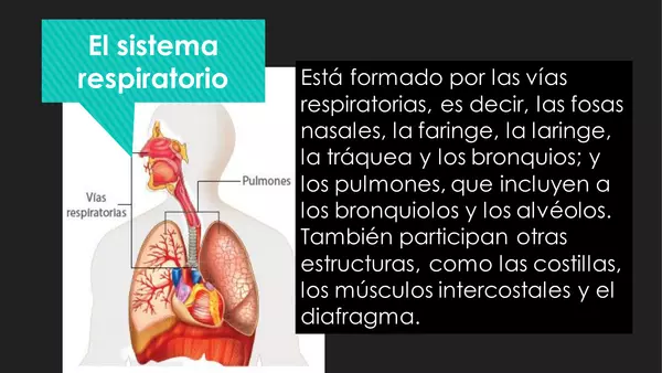 ¿Para qué sirve el sistema respiratorio? 