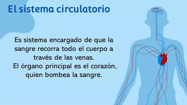 sistema circulatorio