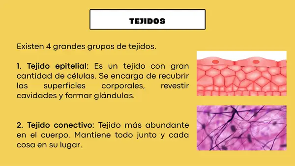 Funciones de los tejidos, órganos y sistemas
