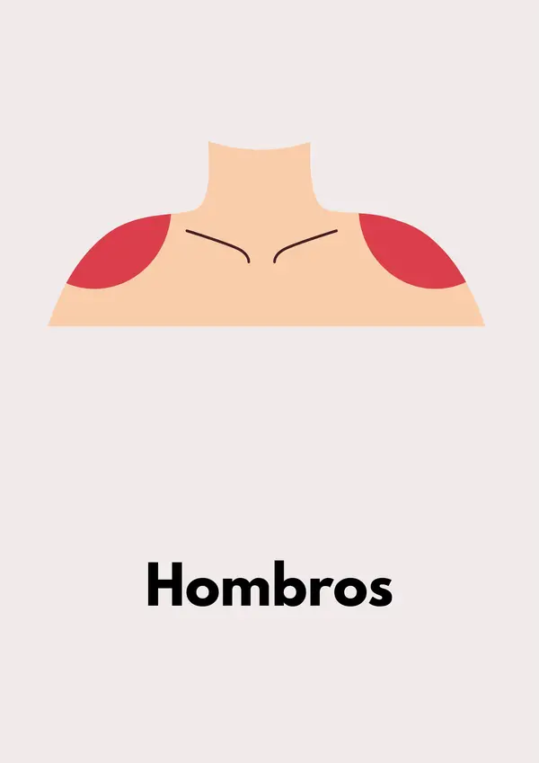 Partes del cuerpo humano 