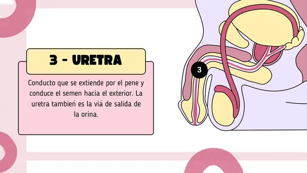 Aparato reproductor masculino 