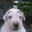 Coconut - @coconut
