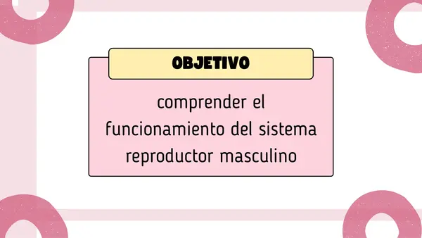 Aparato reproductor masculino 