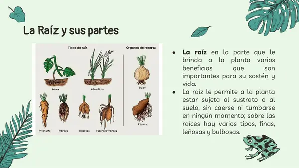 Partes y cuidado de plantas