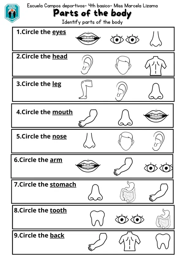 partes del cuerpo en inglés