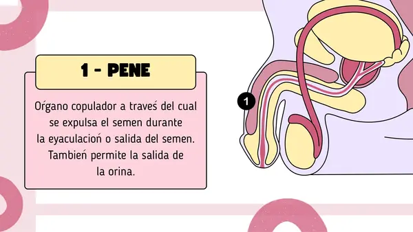 Aparato reproductor masculino 