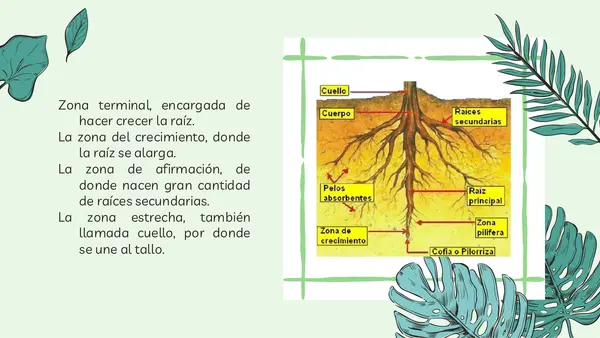 Partes y cuidado de plantas