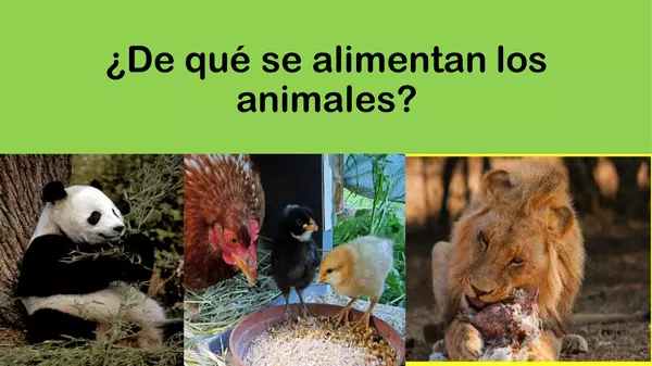 ALIMENTACIÓN ANIMALES