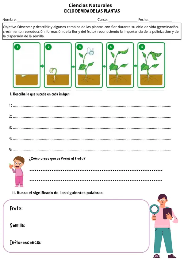 Las plantas | Germinación Ciencias Naturales
