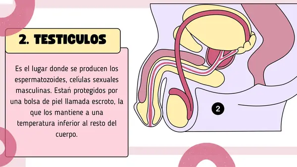 Aparato reproductor masculino 