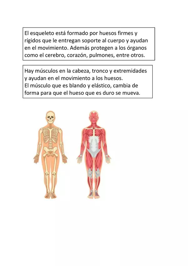 Info. Huesos y músculos