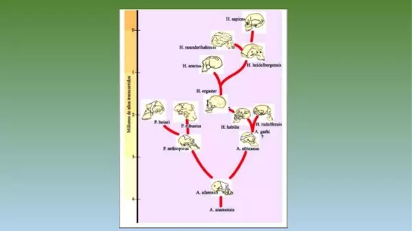 presentacion la Evolucion del hombre, septimo basico, historia
