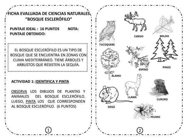 Seres vivos del bosque esclerófilo