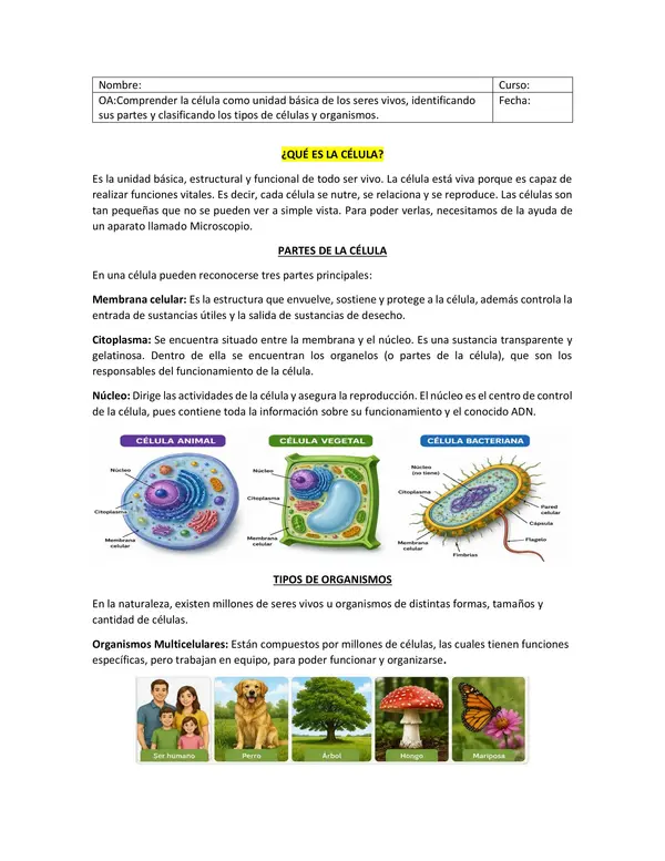 La celula 5to 