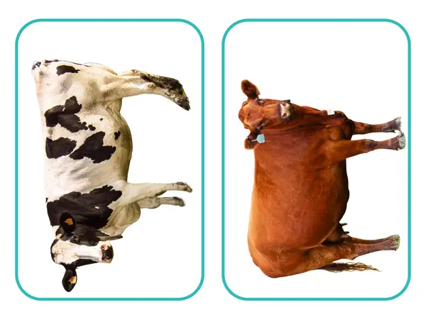 Animales de la granja