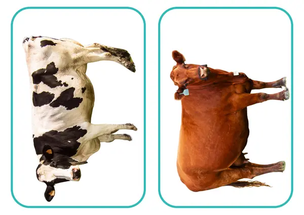 Animales de la granja