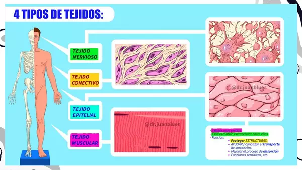 Histología: Sistema nervioso