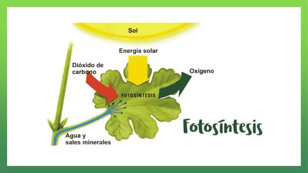 fotosintesis