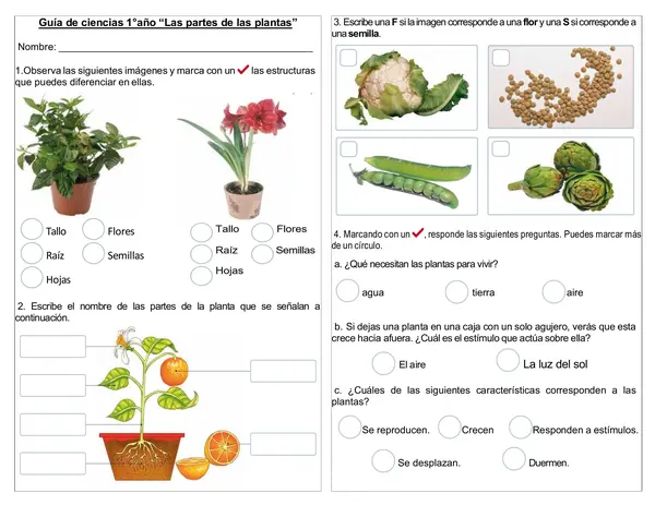 Guía de actividades 1° básico "Las partes de una planta"