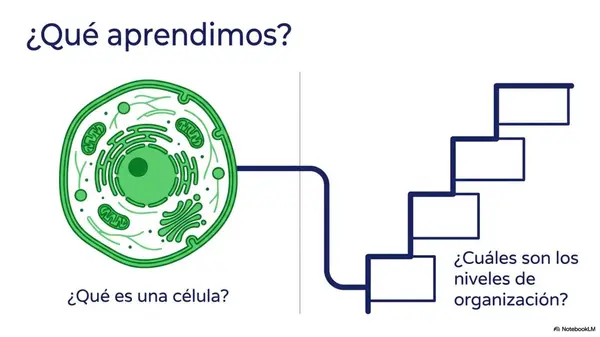Sistema Organizacional del Cuerpo | PPT Ciencias 5° Básico