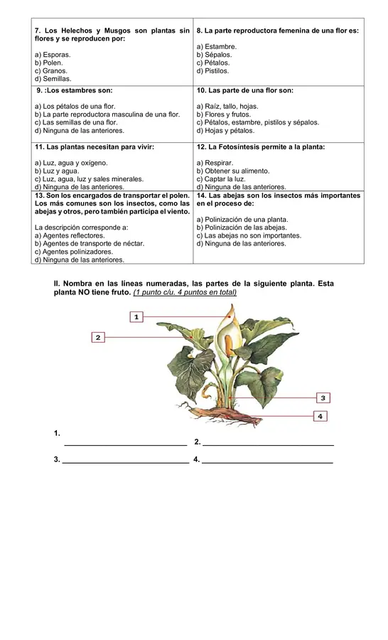 Evaluación Las plantas 3° año básico