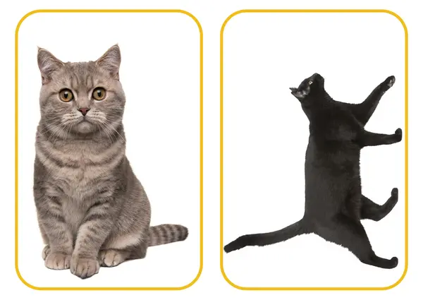 Animales de la granja