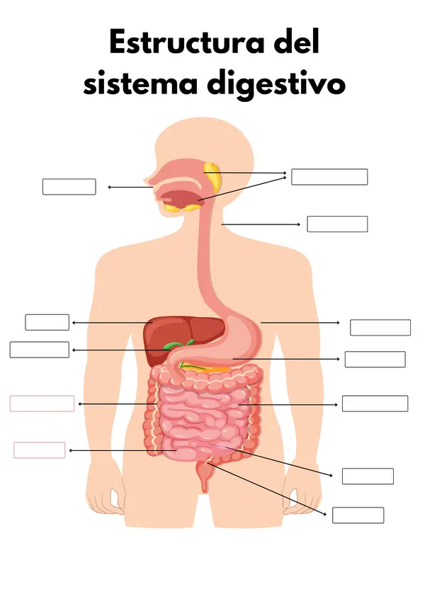 Estructura del sistema digestivo