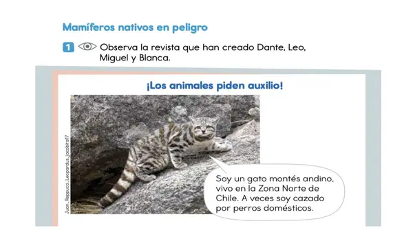 Clase 4 Lección 3 Unidad 2 "Mamíferos Nativos en peligro" 2° Básico