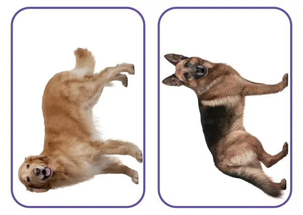 Animales de la granja