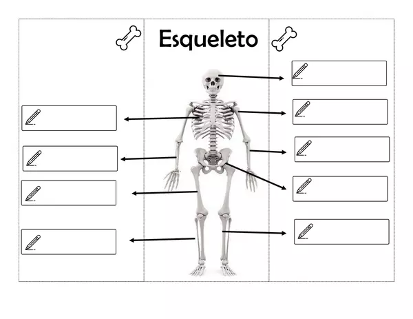 El esqueleto humano worksheet